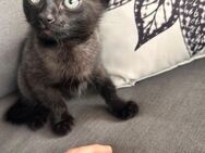 Wieder süße kitten abzugeben - Wolfsburg