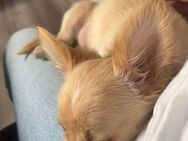 Chihuahua abzugeben - Kamen Zentrum