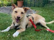 Figaro sensibel und gelehrig - Morsbach