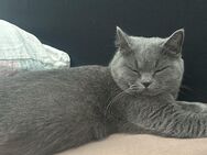 BKH Katze britische kurzhaar Nala - Rheine