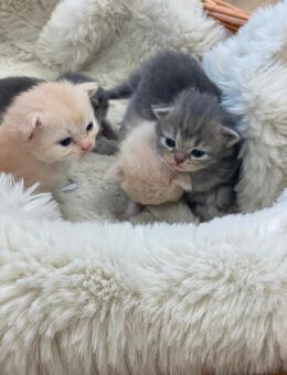 Britisch Langhaar Katzenbabys - Winterthur