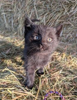 Junge Katzenmädls - Stubenberg