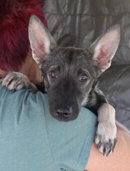 Liebe Eliska in 47829 Krefeld - Essen