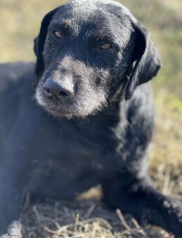 Odin - mystischer Zauber mit Herz - Müglitztal