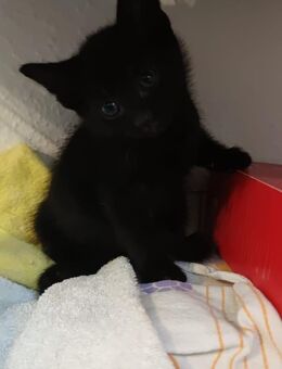 5 Kitten abzugeben - Aachen