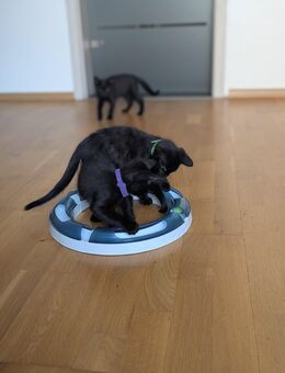Kitten anzugeben - Magdeburg