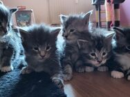 XXL Maine Coon Kitten - Thermalbad Wiesenbad