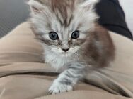Wunderschönes Maine Coon Kitten - Düren