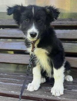 Nerina - Familienhund, leinenführig - Blankenheim (Nordrhein-Westfalen)
