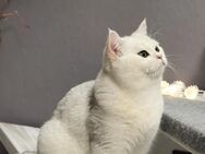 BKH Deckkater reinrassige mit Stammbaum - Dierdorf