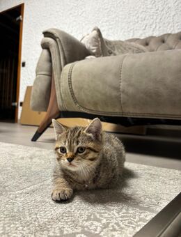 VK BKH Kitten blaue augen - Ellerstadt