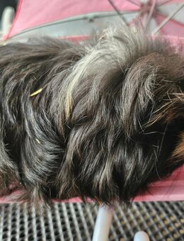 Süße Meerschweinchen Jungs - Duisburg