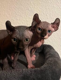 Sphynx Kitten Elfsphynx Kater - Rhede (Ems)