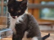 Maine Coon Babykatze - Greimerath (Landkreis Trier-Saarburg)