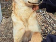 LILA-zuckersüßes Hundemädchen in blond - Overath