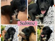 Findet Salomé ein kuscheliges Plätzchen? - Bissingen