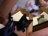 Zauberhafte Halbperser-Babykatzen zu verkaufen – nur im Doppelpack! - Aachen
