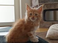 Maine Coon Kitten - Langenenslingen