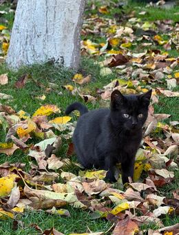 Katerchen abzugeben - Plau (See) Zentrum