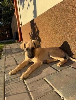 Sam - unser kleiner Kämpfer - Gerlingen