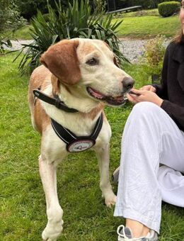 💙Sam💙sucht ein liebevolles Zuhause 🫶 - Freilassing