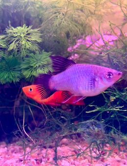 High Fin Platy blau * rot * gelb - Hettstadt