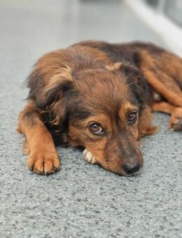 🐾 Puck junger Mischlingswelpe (6 Mona - Kassel