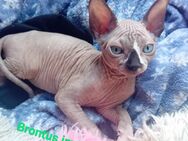 Sphynx Katzen Junge Brontus geb.27.2.25 sucht ein neues Zuhause - Berlin