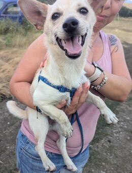 Der kleine Rocky sucht ein Zuhause - Ennepetal (Stadt der Kluterhöhle)