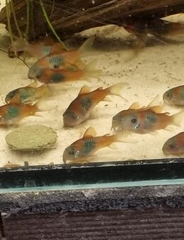 Corydoras venezuelanus orange Orangener Venezuelapanzerwels - Lünen