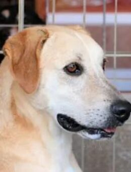 DOMENICO - ein toller Kerl - Regensburg