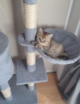 BKH Kitten // Männchen - Kamp-Lintfort