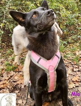 Mia eine echte Schmusemaus - Kissing