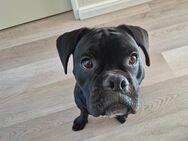 Bulldogge/ Boxer Mix, 1 Jahr jung - Hamburg