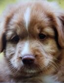 Bildhübsche Nova Scotia Duck Tolling Restriever in 94152