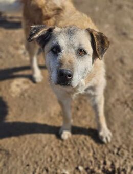 Seelenhund Cassey sucht ruhiges Zuhause. - Mannheim