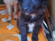 Fluffy der liebevolle Welpenjunge - Rambin