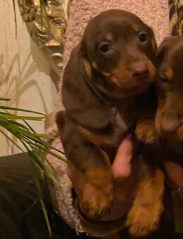 Zwerg Dackel Welpen - Nettetal