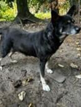 Hündin Sina sucht zu Hause für immer! - Eisenhüttenstadt