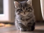 Katzenbabys abzugeben - Schönaich