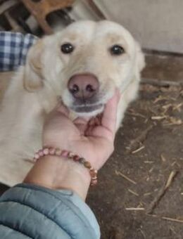 Biene 40 cm - Alpenrod