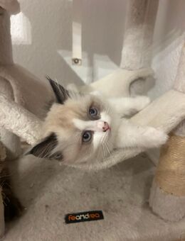 Ragdoll Kitten - Arnstadt