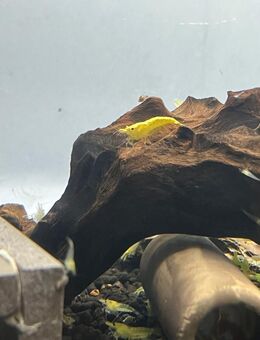 Yellow Fire Neon - Neocaridina davidi - Sulingen Zentrum