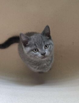 1 süßes reinrassiges BKH Kitten sucht noch ein zuhause ❤️ - Stuhr