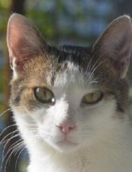 MICKY-lieber, freundlicher Kater - Rösrath