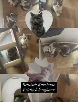 BKH/BLH Kitten - Dinslaken