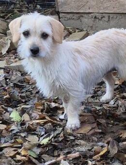 Árnika, 2 Jahre jung Dackel-Malteser - Kassel