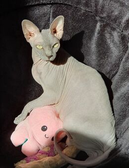 Canadian Sphynx Dame mit Stammbaum - Bad Schwalbach