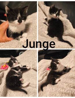 Bengal-Mix Kitten Kater Katze - Grevenbroich