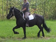 Freizeitpferd/Friesenmixwallach - Buttstädt